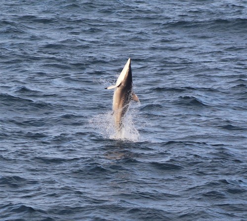 Foto de Tiburón Patillargo (Carcharhinus brevipinna)