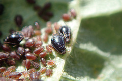 Myzus cerasi