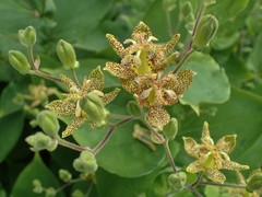 Tricyrtis macropoda