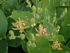 Tricyrtis macropoda