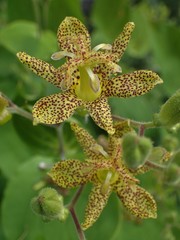 Tricyrtis macropoda