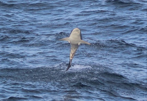 Foto de Tiburón Patillargo (Carcharhinus brevipinna)