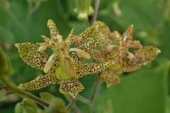 Tricyrtis macropoda