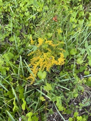 Solidago