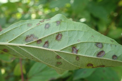 Sphaerulina cornicola