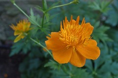 Trollius macropetalus