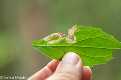 Liriomyza limopsis