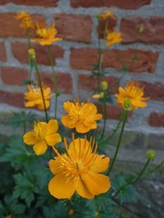 Trollius macropetalus