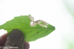 Liriomyza limopsis