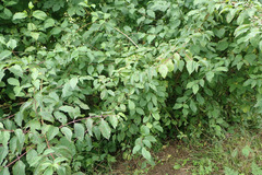 Sphaerulina cornicola