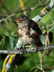 Turdus pilaris