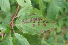 Sphaerulina cornicola