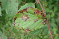 Sphaerulina cornicola