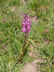 Pedicularis rostratospicata