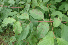 Sphaerulina cornicola