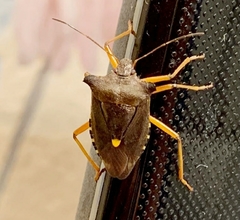 Pentatoma rufipes