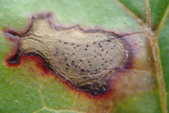 Sphaerulina cornicola