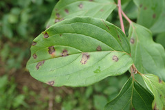 Sphaerulina cornicola