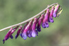 Hairy Vetch - Photo (c) Tim Messick, some rights reserved (CC BY-NC), uploaded by Tim Messick