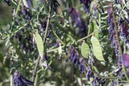 Vicia villosa