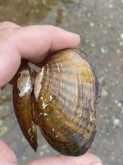 Cambarunio taeniatus