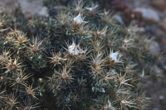 Macledium spinosum