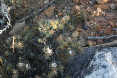 Macledium spinosum