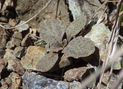 Caulanthus amplexicaulis barbarae