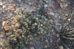 Macledium spinosum