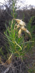 Senecio subulatus