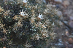Macledium spinosum
