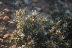 Macledium spinosum