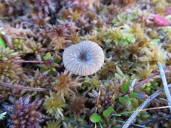 Arrhenia sphagnicola