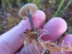 Arrhenia sphagnicola