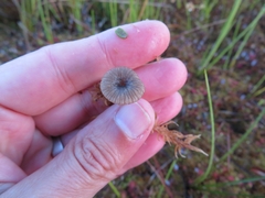 Arrhenia sphagnicola