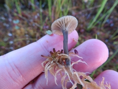 Arrhenia sphagnicola