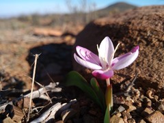 Hesperantha humilis