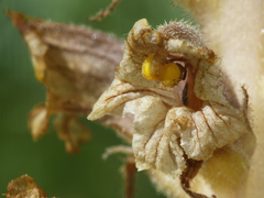 Orobanche bartlingii