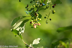 Contarinia virginianiae