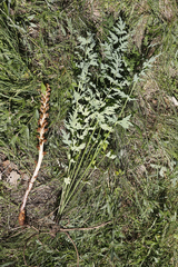 Orobanche bartlingii