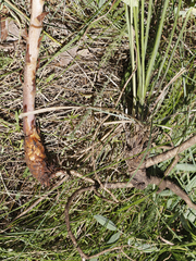 Orobanche bartlingii