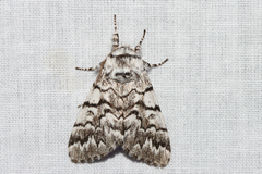 Panthea virginarius