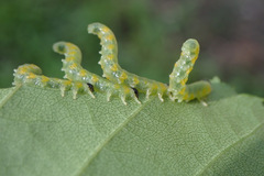 Pristiphora testacea