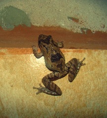 Scinax acuminatus