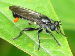 Laphria canis