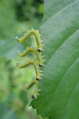 Pristiphora testacea
