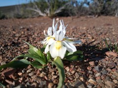 Moraea falcifolia