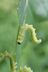 Pristiphora testacea