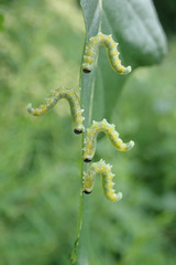 Pristiphora testacea