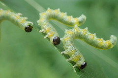 Pristiphora testacea